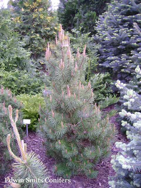 Pinus contorta 'Asher'